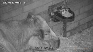 Farm 1080p PTZ Calving Camera Night Vision Footage [upl. by Rosemare398]