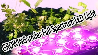 Aquarium Emersed Plants growing under Full Spectrum LED Light [upl. by Rosinski]