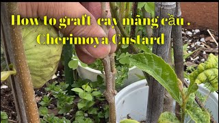 How to graft cay mãng cầu  Cherimoya Custard Apple Seeds Annona Cherimola  Cherimoya [upl. by Atteuqnas]