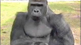 Gorilla Vocalizations Michael quotHoot Slapsquot [upl. by Kelsy]