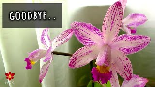 I lost a Limited Edition Orchid 😭  Rare Orchids I will probably never find again [upl. by Aelem]