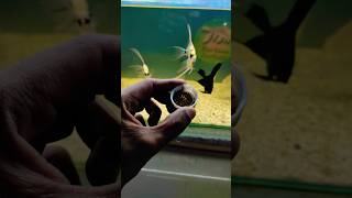 Aquarium Fish Food Feeding tigerbarbfish barbfish fishfood viralshort [upl. by Eoz]