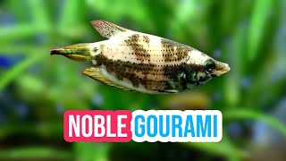 Frail Gourami  Noble Gourami Ctenops nobilis A Complete Aquarium Fish Profile [upl. by Llenna]