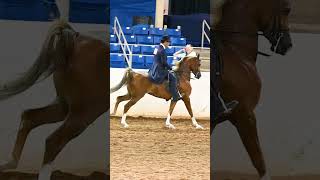 Gorgeous Half Arabian Park Horse Champ in SloMo at Region 7 Arabian Horse Show [upl. by Kirst]