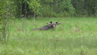 Moose Wildlife in Chernobyl zone Лось  Чернобыль зона отчуждения [upl. by Weatherley811]