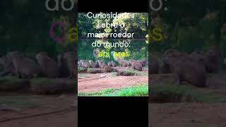 Curiosidades sobre o Maior Roedor do MundoCapivara Capivara MaiorRoedor CuriosidadesCapivaras [upl. by Divine]