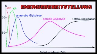 Energiebereitstellung im Muskel  quotKurzerquot Abriss Korrektur und Empfehlungen in der Beschreibung [upl. by Suinuj252]