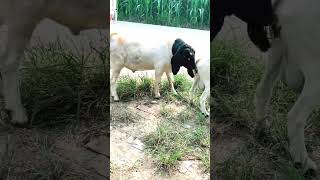 good enjoy short morning goats village life 106 [upl. by Kcirdde]