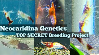 Neocaridina Shrimp Line Genetics  TOP SECRET Breeding Project [upl. by Baynebridge]