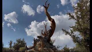 Ancient Bristlecone Pine Forest  White Mountains of California [upl. by Nadabb]