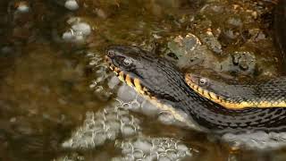 Limpkin Anhinga PlainBellied Water Snake Blue Heron  Houston Texas [upl. by Sobmalarah258]