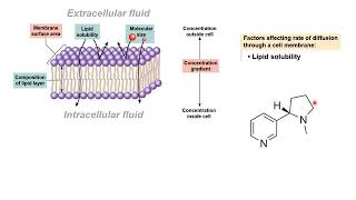 09  BIOL 330  Chapter 05b  Membrane Dynamics Part 2 [upl. by Peppard]