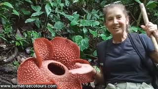 Rafflesia Flower Trip in West Sumatra [upl. by Malley]