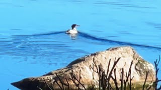 Merganser Taking Sun 🐦 🌞 [upl. by Baggott]