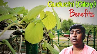 Here Are The Most Amazing Health Benefits Of Guduchi Giloy [upl. by Oirasor]