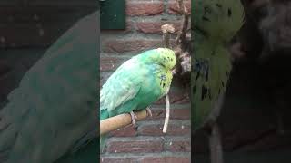 budgies parakeets parkieten budgieslife budgerigars budgiesshorts engelsegrasparkieten [upl. by Robbert561]