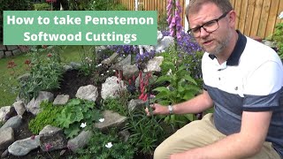 Taking Penstemon Cuttings the Easy Way  How to Propagate  Softwood Cuttings  Hardy Perennials [upl. by Cohen996]