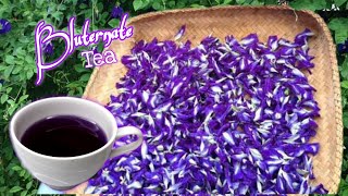 HOW TO MAKE BLUE TERNATE TEA  LOTS OF HEALTH BENEFITS  CLITORIA TERNATEA [upl. by Norrej628]