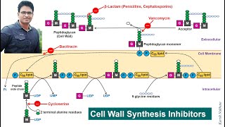 Bacterial Cell Wall Synthesis Inhibitors [upl. by Kieger148]