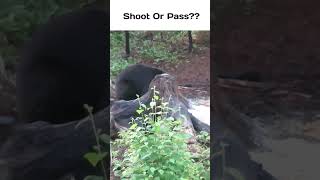 SHOOT OR PASS  BLACK BEAR HUNTING WITH RIFLE hunting bearhunting wildlife [upl. by Nerred]