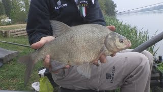 Trabucco TV  Match Spot  Laghi di Mantova  Ep 2  Pole Fishing [upl. by Notnerb]