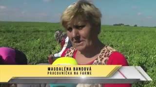 ŠAROVCE Farma dáva už dlhé roky prácu Rómom bez vzdelania [upl. by Clorinda]