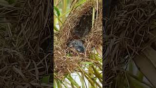 Too Hungry to Wait Baby Birds Eagerly Await Their Mothers Return Birds 011 [upl. by Rednasxela444]