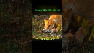 Tiny Wildcats Tragic End Against Lioness natureviralviralvideo ytshorts shortswildlifelion [upl. by Elleniad851]