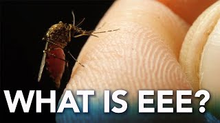 What is Eastern Equine Encephalitis EEE [upl. by Petula]