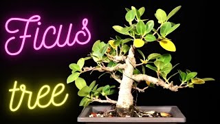 Ficus Concinna Ficus Microcarpa Tiger Bark Ficus Bonsai Wind Desiccation [upl. by Awe594]