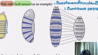 Drosophila segmentation gene [upl. by Abdul]