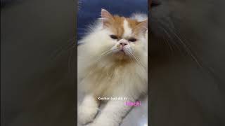 Hari2 dikamar terus Mochi😅🐈🐈🐈 [upl. by Laeynad586]