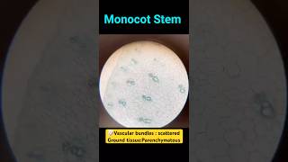 MONOCOT STEM anatomy stem youtubeshorts anatomydrawing anatomyfacts biology ytshorts shorts [upl. by Ekle]