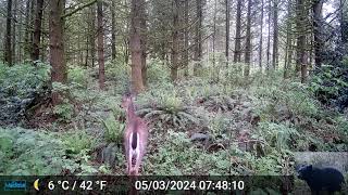 Deer Triggers Our Trail Camera [upl. by Sineray436]