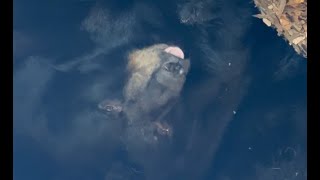 Black Bear Hibernates Under Familys Deck [upl. by Maisey486]