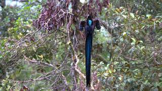 Black Sicklebill [upl. by Reinhard613]