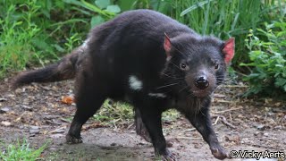 Tasmanian Devil Enclosure  Zoo Copenhagen [upl. by Steiner]