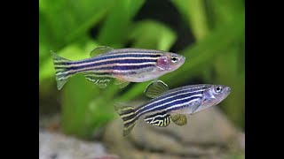 Zebra Danio  The MOST UNDERRATED Schooling Fish [upl. by Fionna]