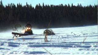 Winter Harvesting with Cree Hunter David Mianscum  Mistissini [upl. by Neerual]