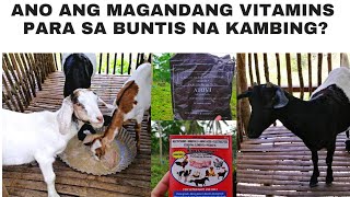 Ano ang magandang vitamins para sa buntis na kambing [upl. by Obeng920]