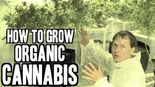 How to Grow Organic Cannabis Indoors [upl. by Taft]