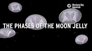 The phases of the moon jelly [upl. by Spindell]