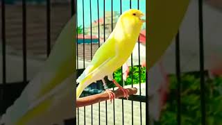 burung kenari კანარის ჩიტი کینری پرندہ कैनरी पक्षी канарейка канарий куш kanareyka qushi sak [upl. by Akli]