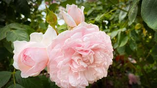 Vlog 19  The best collection of antique roses at Mottisfont rose gardens [upl. by Neelia]