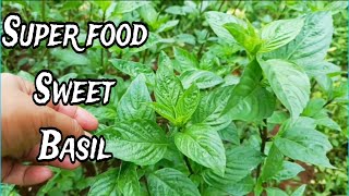 Unlock the Power of Basil Your Ultimate Guide to Growing amp Harvesting Superfood 🌱 [upl. by Julienne903]