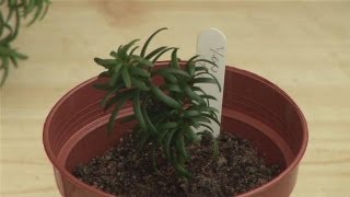 Guide To Planting Yew From A Cutting [upl. by Luy437]