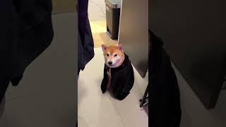 Death Eater Shiba faces consequences [upl. by Leroj]