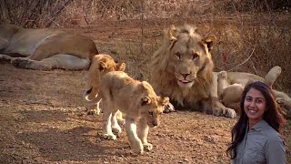 The Kwa Maritane Cubs [upl. by Valerie489]