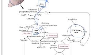 Protein 4  Protein Metabolism [upl. by Vahe]