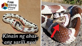 30 MINS COMPILATION Amazing Animals Caught on Film  Kakaibang Pangyayari na nakunan sa Camera [upl. by Stich]